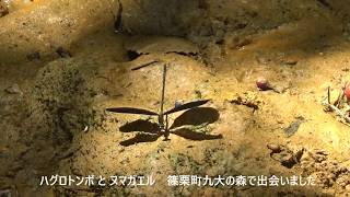 ハグロトンボとヌマガエル　篠栗町九大の森で出会いましたEbony Jewelwing and Japanese Marsh Frog – Sasaguri Kyudai-no-Mori