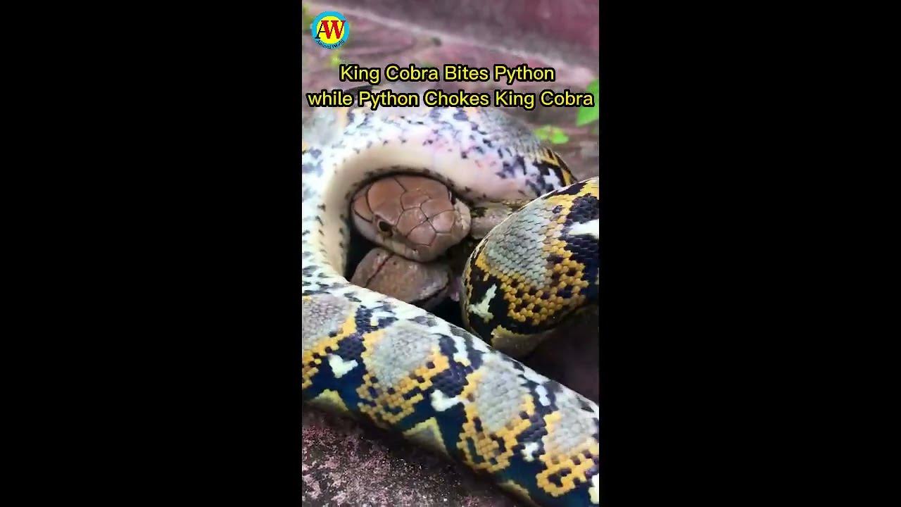 Python Fights King Cobra||Snake fight||Anaconda fights Cobra||Snake