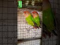 Agapornis (Peach-face lovebird) 🦜🦜at balcony