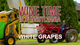 White Grapes Harvest and Preparation | Wine Time - Season 2, Ep 4