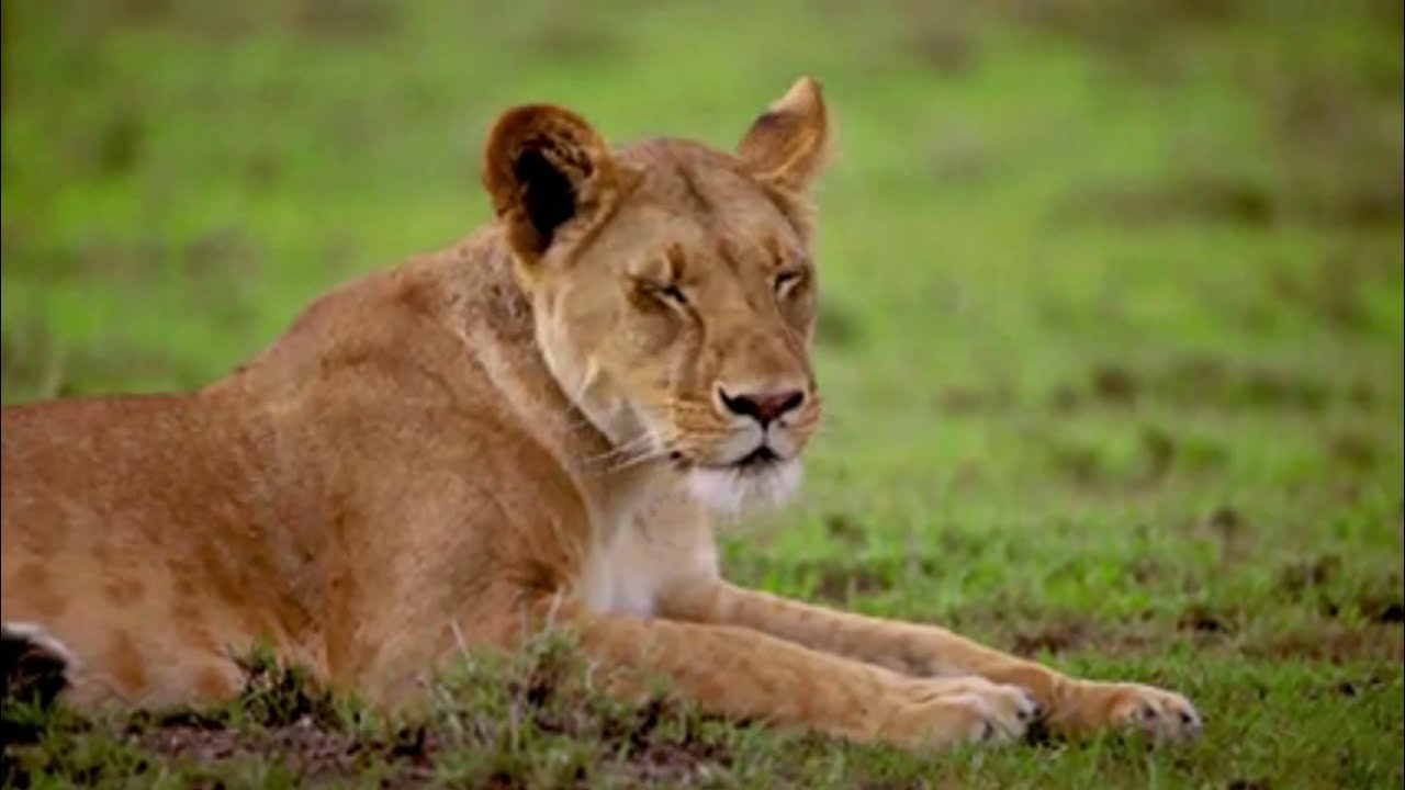 Relaxsation Music | Guitar Instrument | Music : Summer From His Per Olov Kindgreen