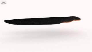 Electric Eel Low Poly 3D model by 3DModels.org