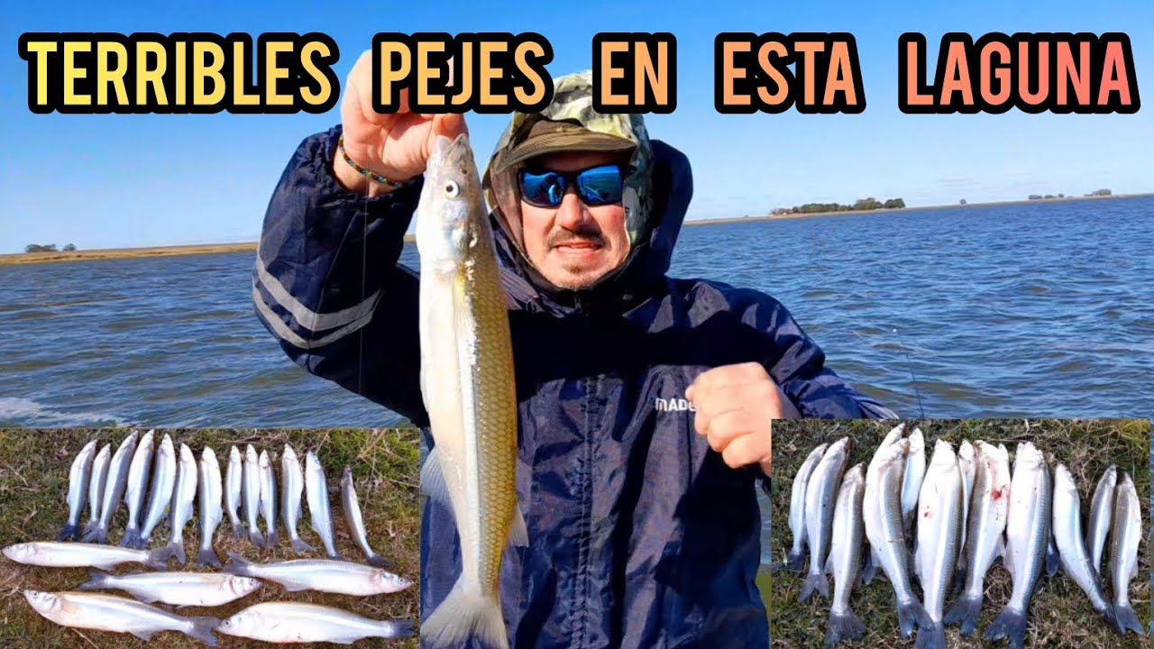Terrible pesca de pejerrey/ en esta laguna están los matungos/altos verdes
