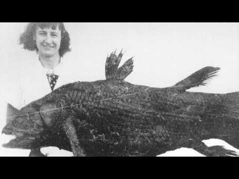 Specimen Spotlight-Coelacanth