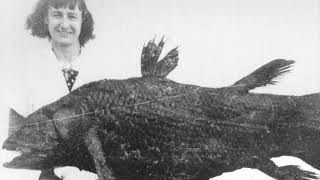 Specimen Spotlight-Coelacanth