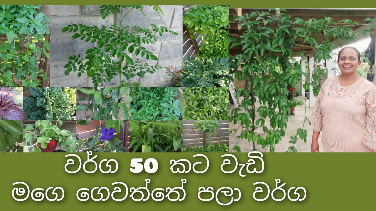 සීත රටක වැවෙන ලංකාවේ පලා/කොළ එලවලු....පැෂන් ෆෘට් වැල් පුහුණු කරන්නෙ කොහොමද? 50+ Greens in My Garden