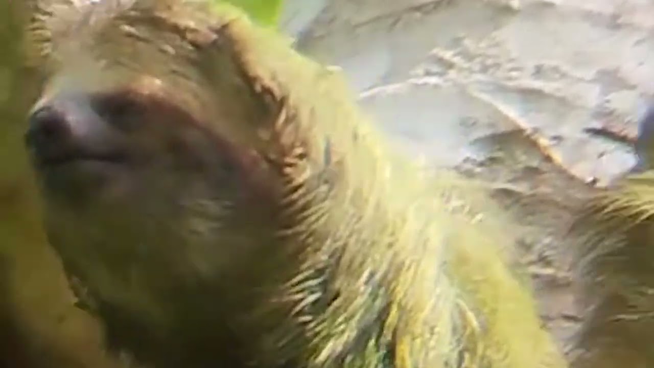 Sloths in Their Natural Habitat: Explore the Regenerative Forest and Experience a Unique Adventure🦥🌿