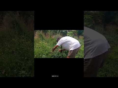 A Glimpse Into Homestead Life in Rural Portugal