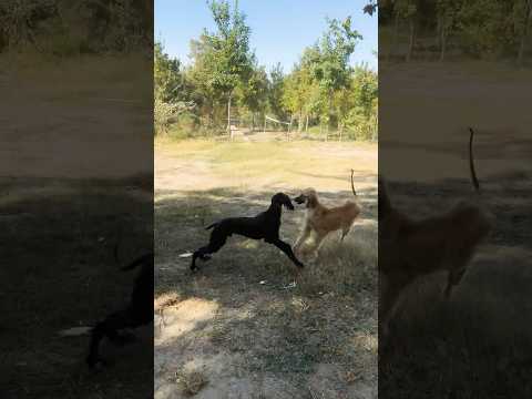 لاله امروز در حال بازیگوشی 