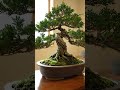 #bonsai #trending #fyp #bonsaitree #awesome