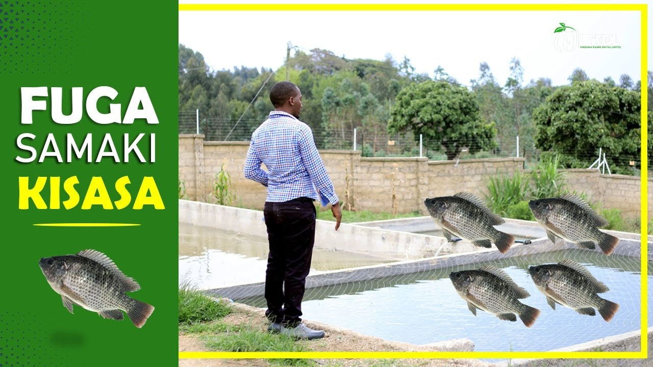 UFUGAJI WA SAMAKI NI UTAJIRI #samaki #tilapia