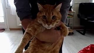 Взвешивание оранжевого кота