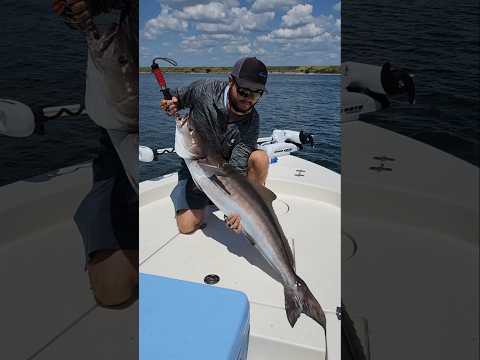 Huge Fish Caught on Small Fishing Rod #cobia #bigfish #sightfishing