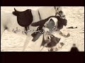 زينب تلكيني يا زينب حيل مابيه زينب تلكيني يا زينب حيل مابيه