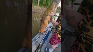 A big beautiful Minnesota River Flatty for Carlos! #3riversfishingadventures #flatheadcatfish