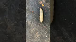 Wax Moth Larva vs. Small Hive Beetle Larva