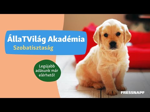 Videó: Legyen a kutyád kutyafélék