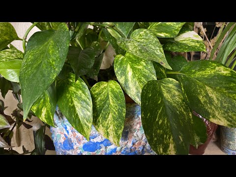 I fertilize ornamental foliage plants in the spring with nitrogen fertilizer!