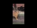 Periscope TV | 14 04 2016 Кормление хищников,Askold Zapashny.Tigers &amp; lions feeding.