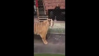Periscope TV | 14 04 2016 Кормление хищников,Askold Zapashny.Tigers &amp; lions feeding.