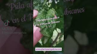 La #rutadelacamelia nos permite ver a la psila africana en hojas de naranjos del Pazo de Rubianes