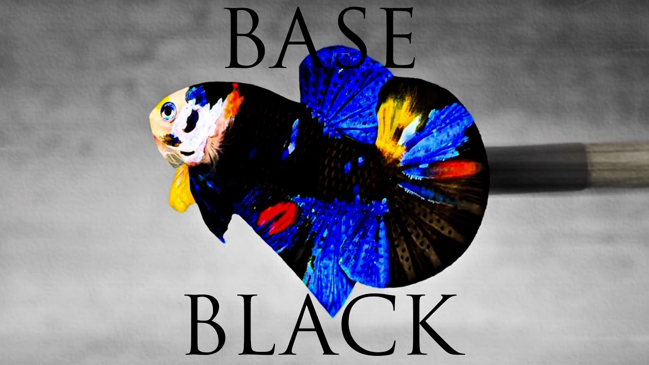 Đợt Cá Betta Ngày 27/01 / Chủ Đề Là BLACK AND WHITE - KOI NEMO AND METALIC.!!! / Tặng Cá Betta VIP.!