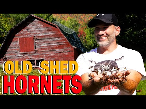 HORNETS Nest Inside A Shed! | Wasp Nest Removal