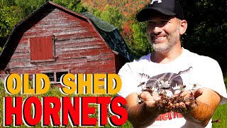 HORNETS Nest Inside A Shed! | Wasp Nest Removal