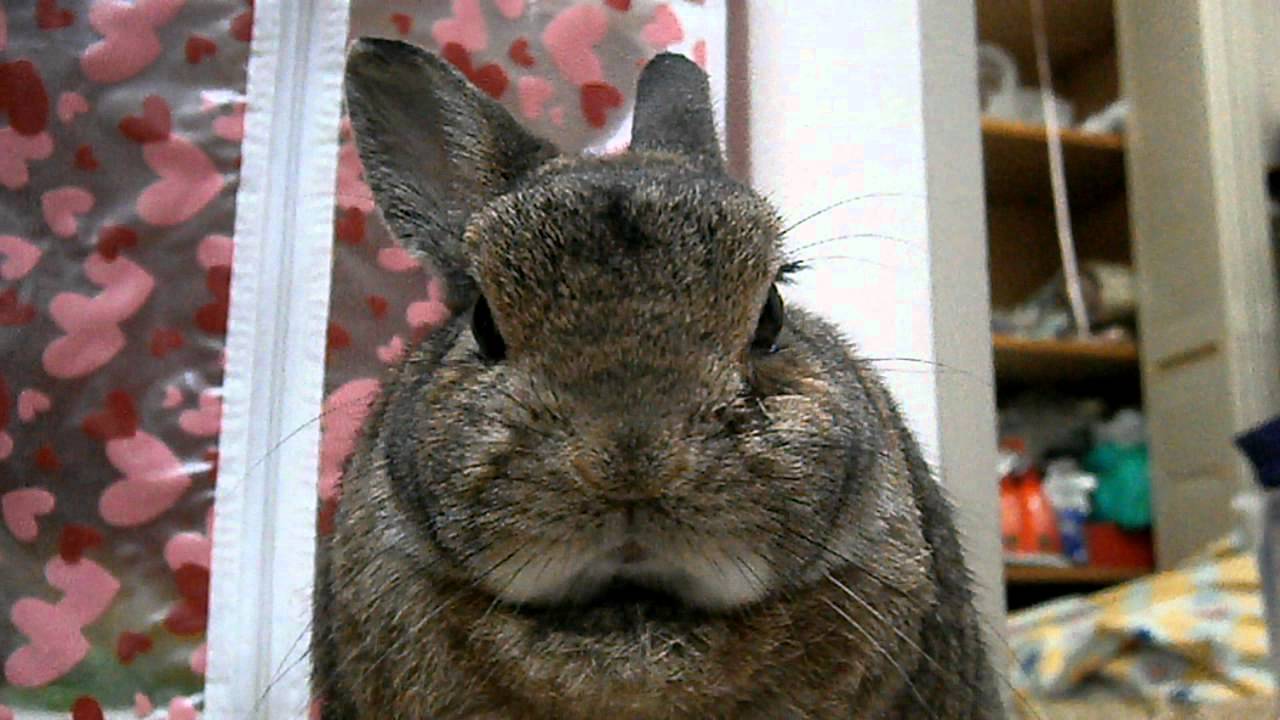 まだまだ続く お口痛い うさぎ うちゃぎ ぶぅ 彡