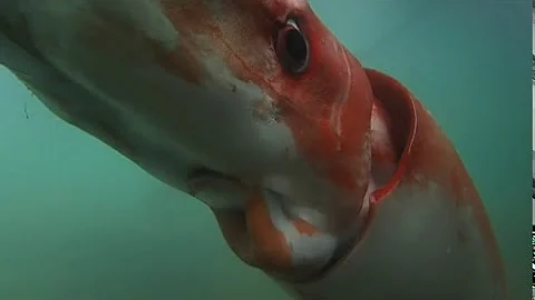 Raw: Giant Squid Makes Rare Appearance in Bay