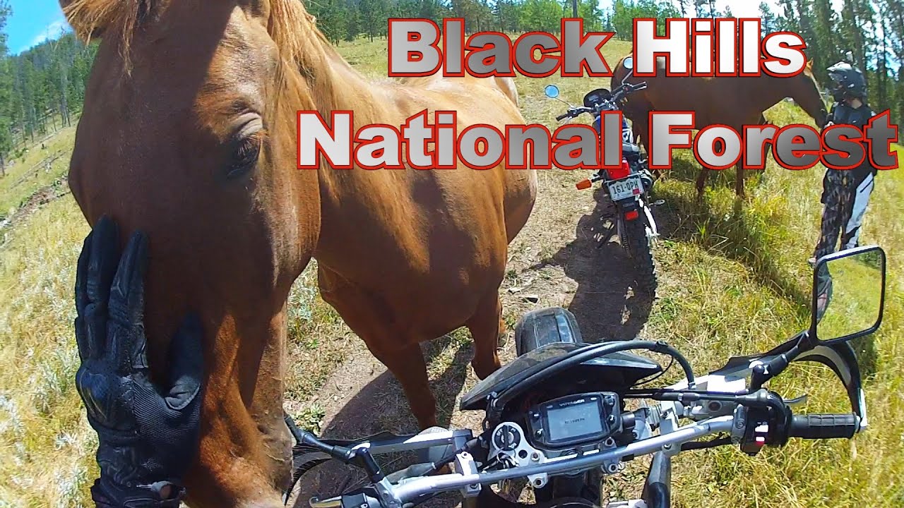 motovlog name Black Hills National Forest - CDS Is Back On Dirt!