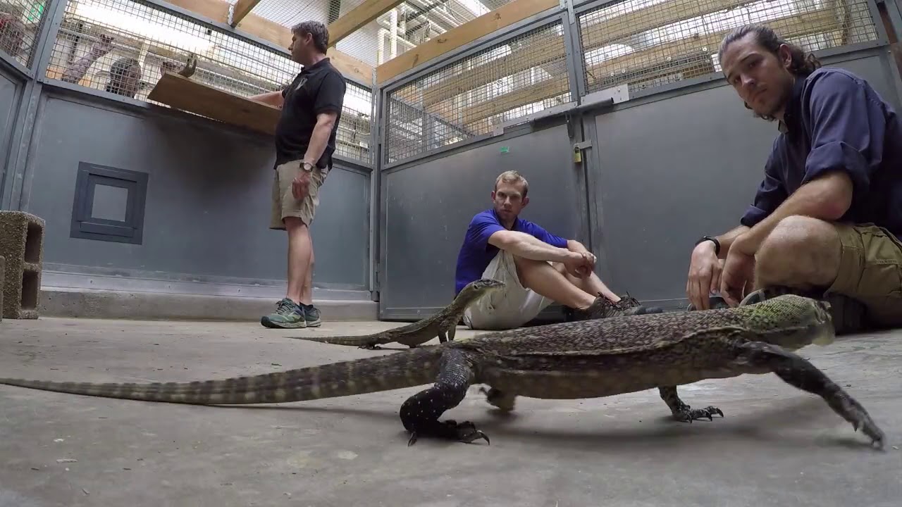 Socialization with baby Komodo dragons at Denver Zoo