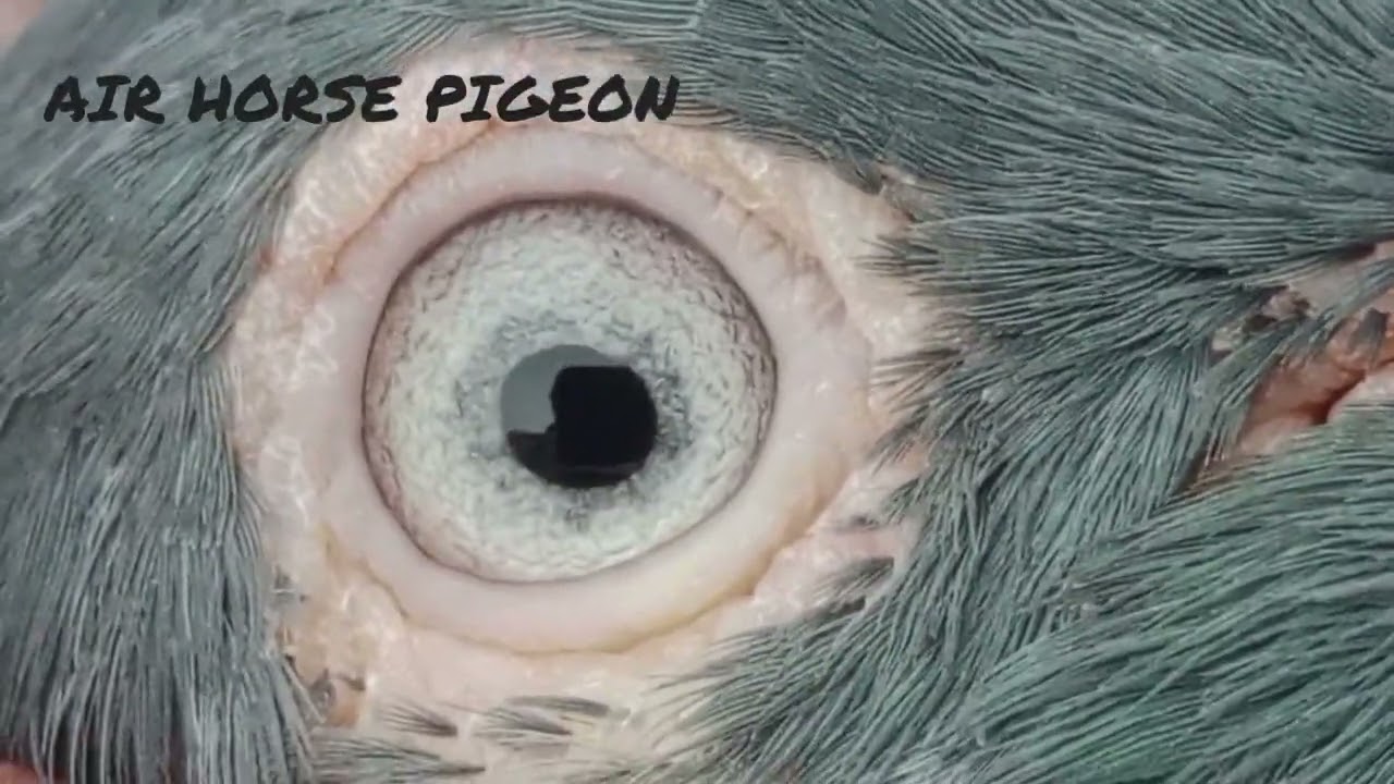 SURMI PAIR TUMBLER GERABAZE PIGEON 9738551341