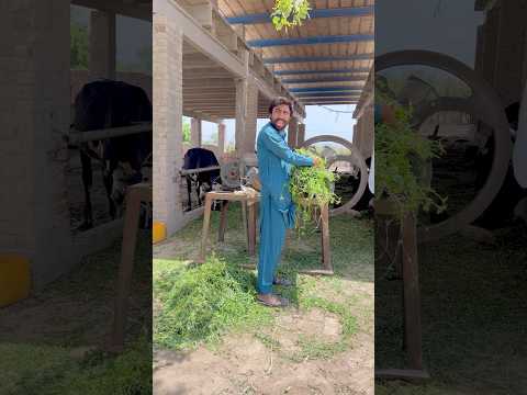 Oh No See End #funny #comedy #ytshorts #trending