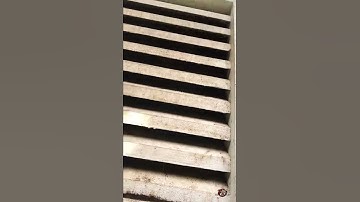 Bats in a Gable Vent in Atlanta