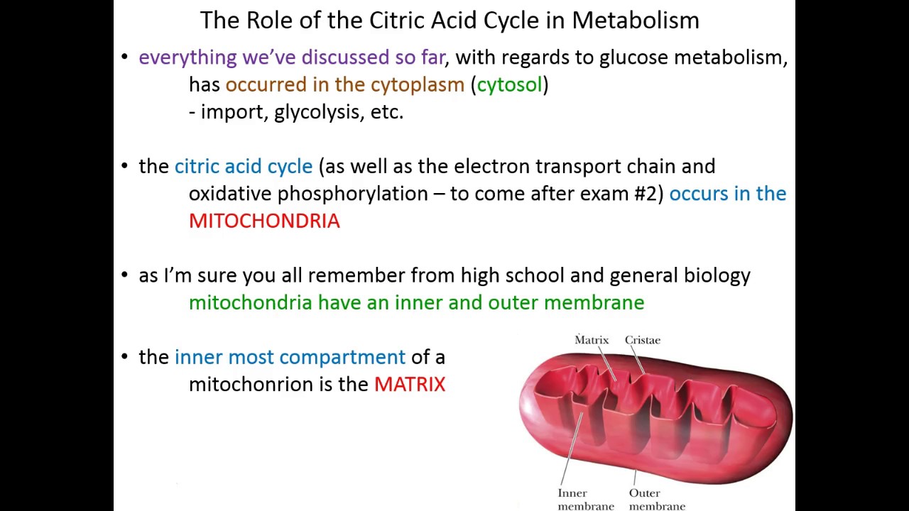 Lecture 13A - Intro to the Citric Acid Cycle