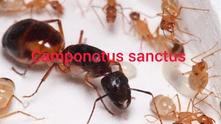 Рассказываю о своей семье  Camponotus sanctus