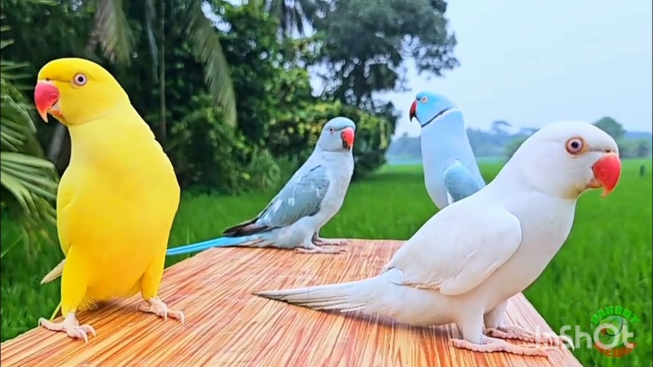 Talking parrot national voice, national sounds good parrot 🐦 sparrow bird's nest on trees  zoo visit