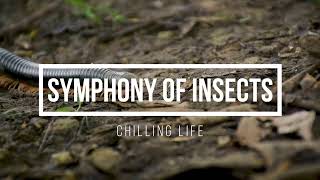 [20mins] Symphony of insects - Nhạc không lời tập trung học tập & làm việc - giảm căng thẳng
