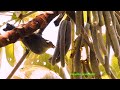 SANHAÇO-CINZENTO nos frutos da Embaúba (THRAUPIS SAYACA), SAYACA TANAGER, PIPIRA-AZUL, Sanhaço-azul.