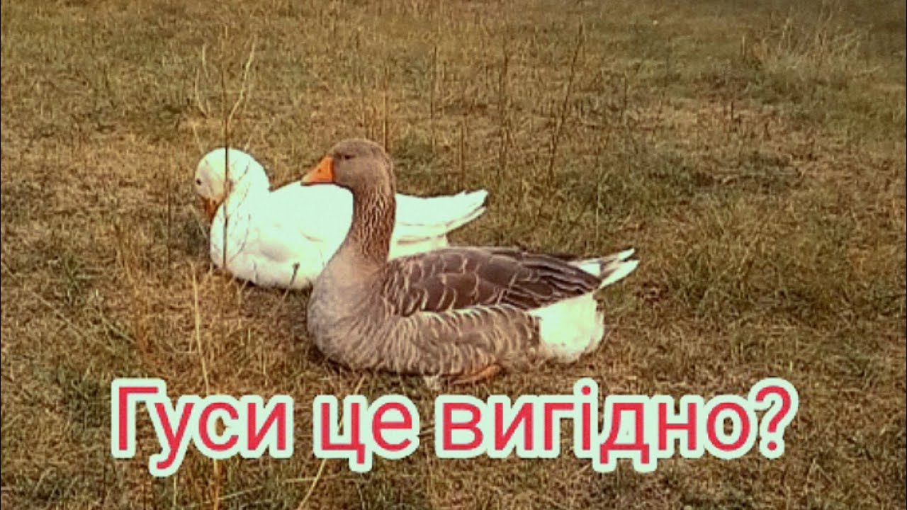 Утримання гусей з нуля: наш досвід, поради, годівля, чи це вигідно?