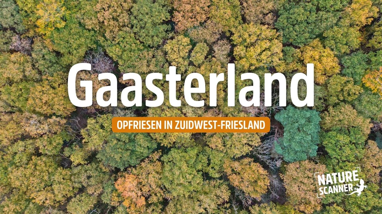Herfstkleuren in het Gaasterland | Natuur in Zuidwest-Friesland