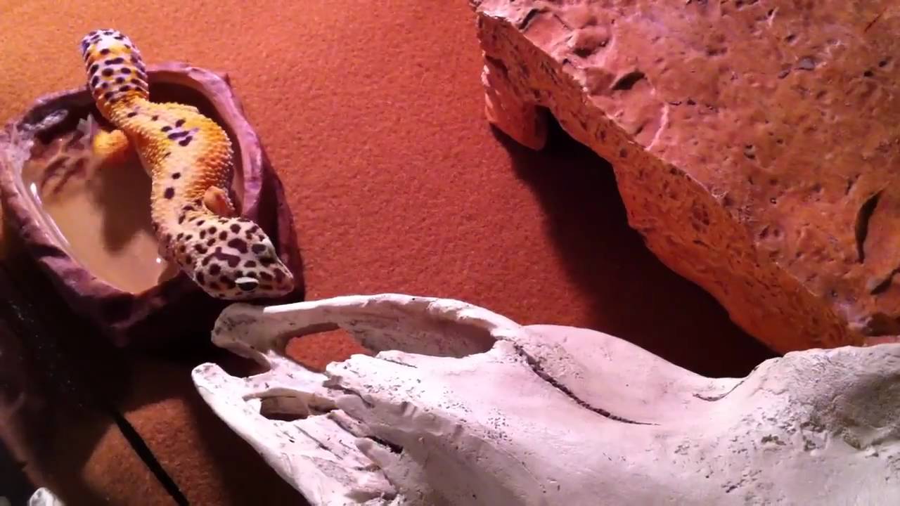 hobby lobby jobs Sequoia & Leo