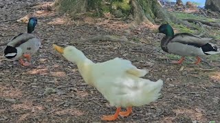 Pesky Pekin!