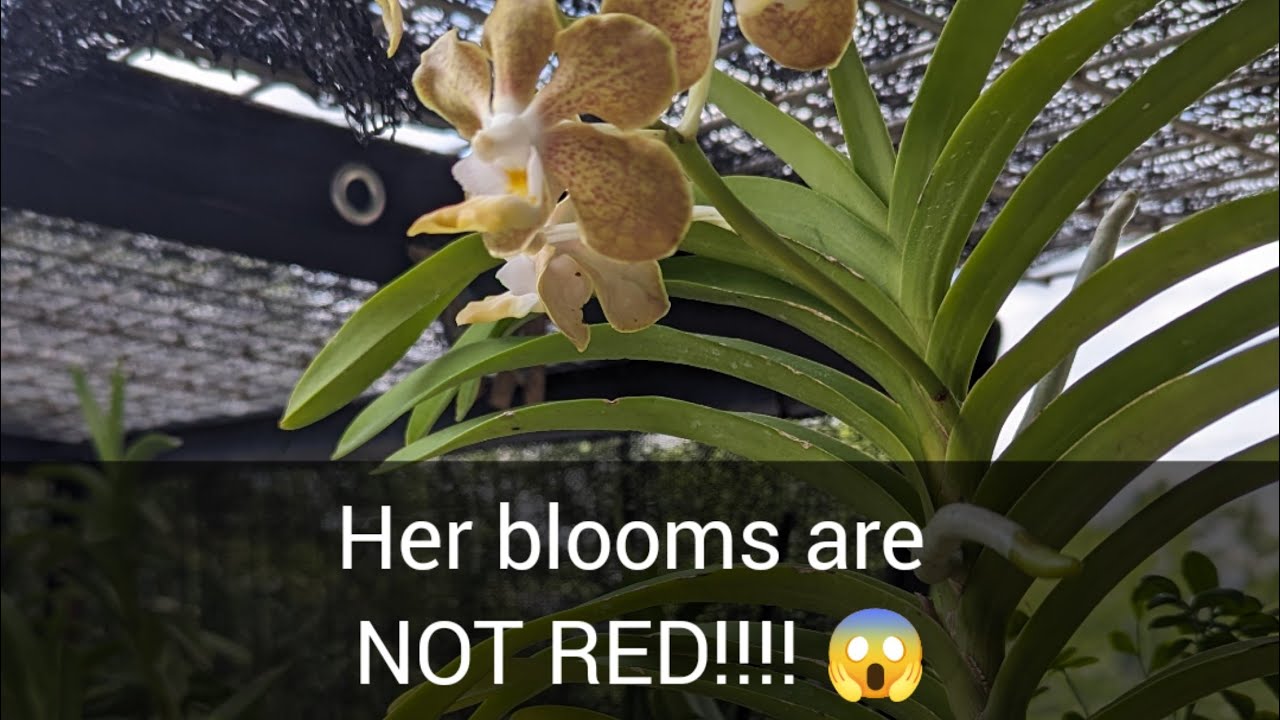 Vanda Merrillii x Tessellata in Bloom!!