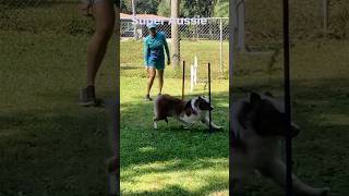 Agility #aussie #dog #dogtraining #backyardagility #florida