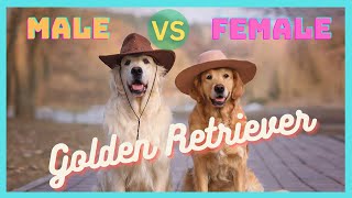 8 Key Differences Between Male and Female Golden Retrievers by DogCareLife 281 views 3 months ago 3 minutes, 26 seconds