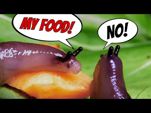 My Pet Slugs Are Fighting Again... and It’s Ridiculous