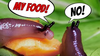My Pet Slugs Are Fighting Again... and It’s Ridiculous