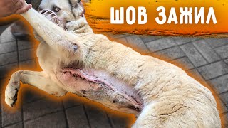 видео: Джина сбежала. Прививки от бешенства после покусов. У Розы ЗАЖИЛ шов, но погнило где нитки. Груммер. картинка: Джина сбежала. Прививки от бешенства после покусов. У Розы ЗАЖИЛ шов, но погнило где нитки. Груммер.